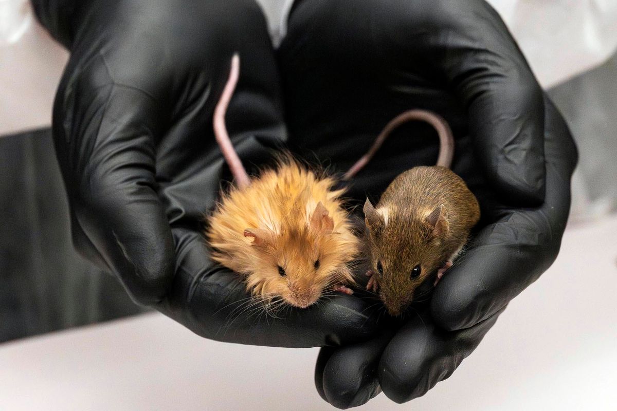 Scientists genetically engineer mice with thick hair like the extinct ...