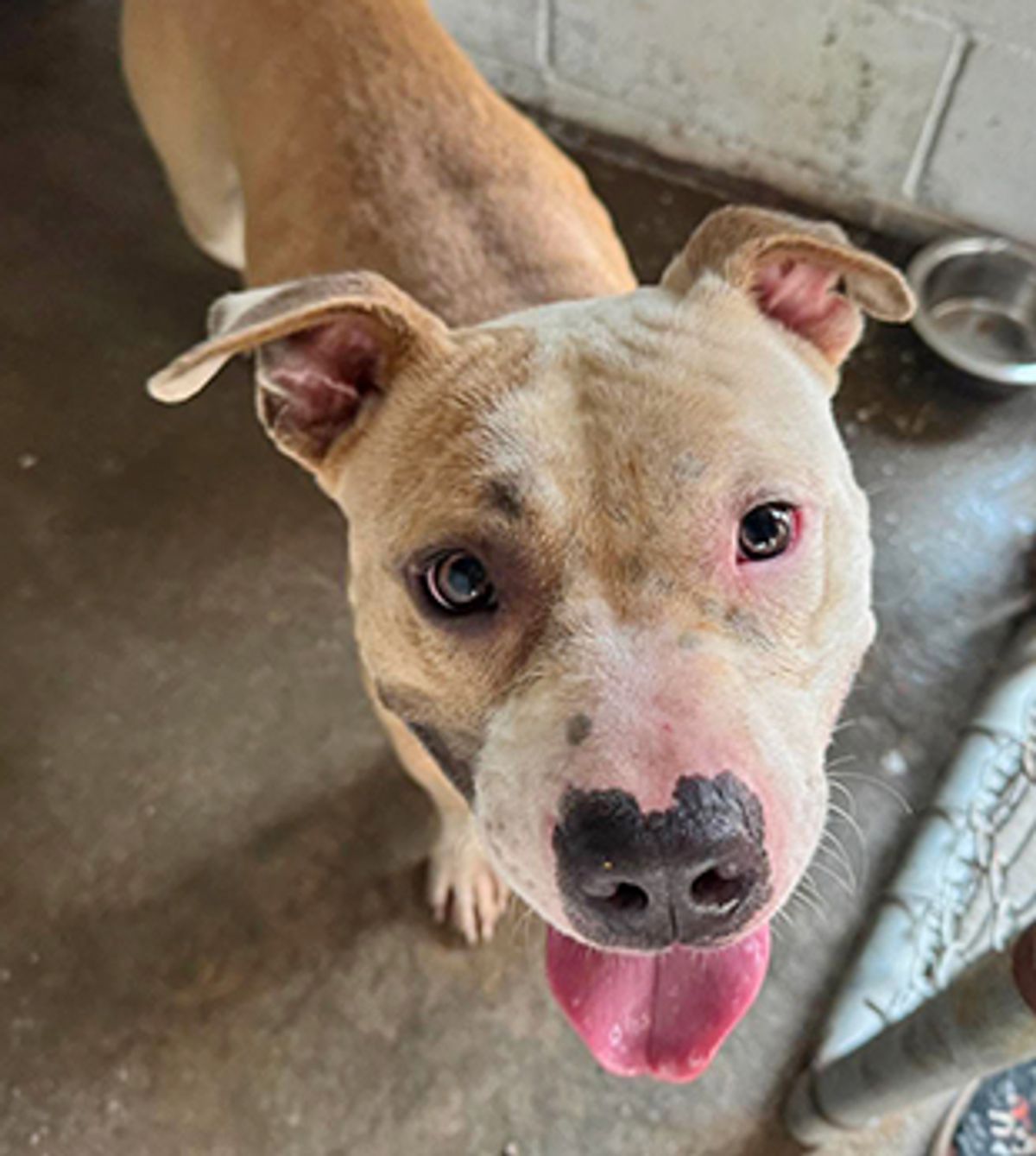 Bertie County Animal Shelter shut down