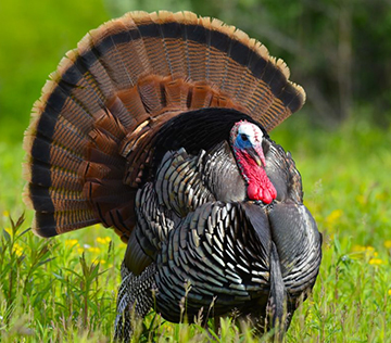 Wounded Warriors take part in turkey hunt