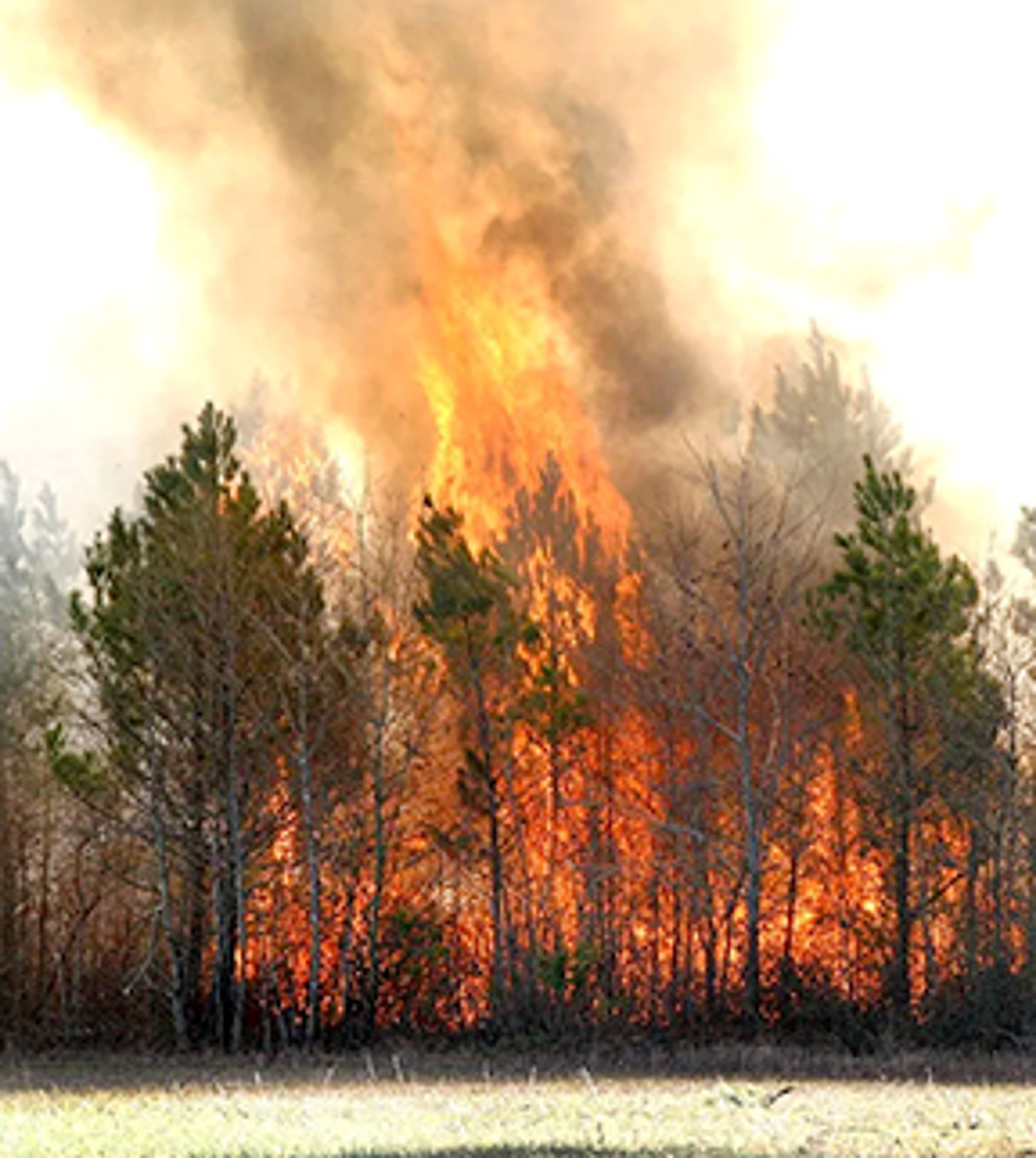 Statewide burn ban issued