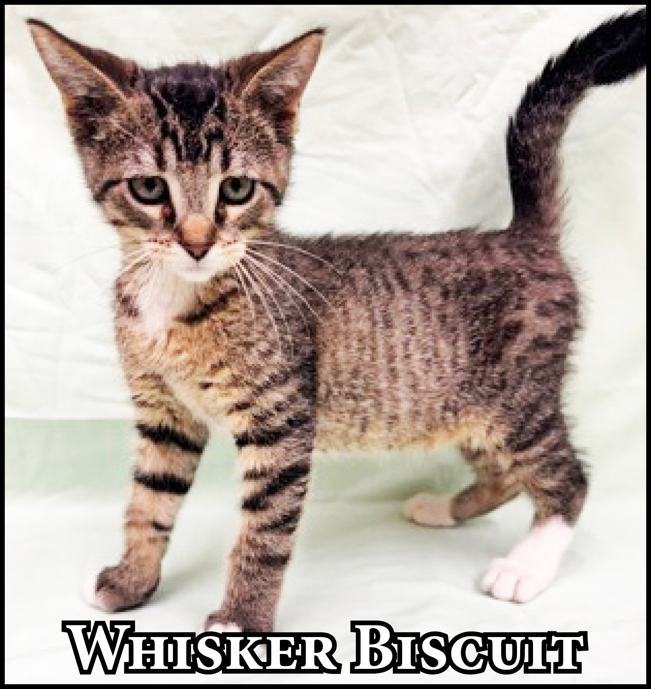 Dogs and cats available at the McCook Humane Society