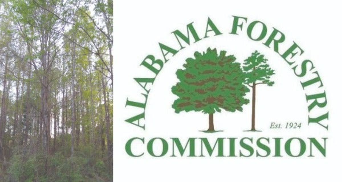 Forestry and Alabama's Economic Development