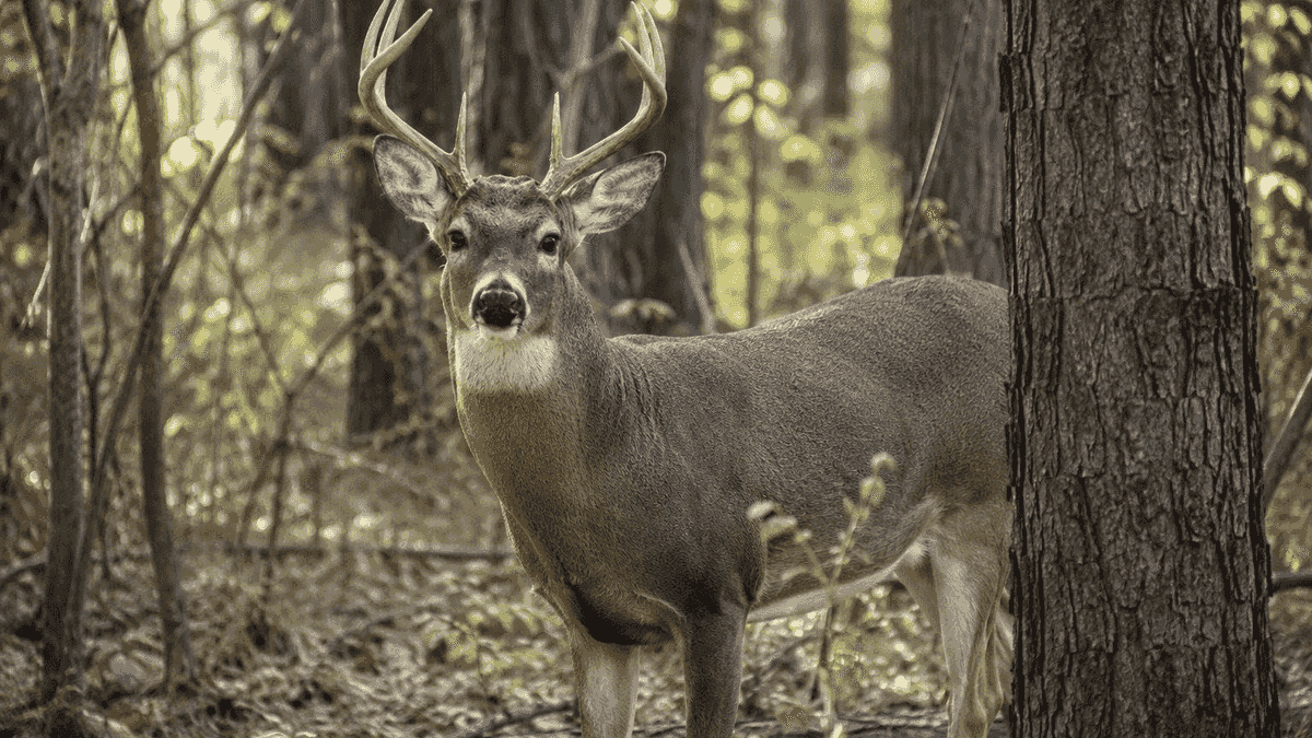 Cornwallis hosts hunter preparation class