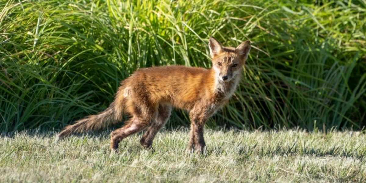 Fox in Burkville community confirmed positive for rabies; pr...