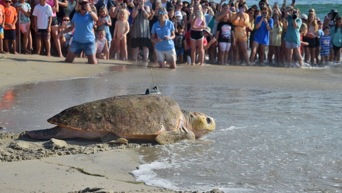 Back to the ocean: Loggerhead Behemoth and juvenile green sea turtle F...