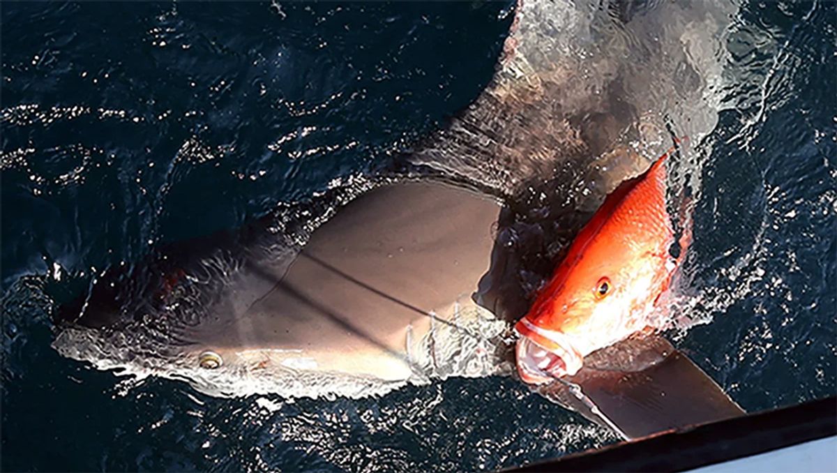 Shark depredation isn’t new, but widely seen as modern issue