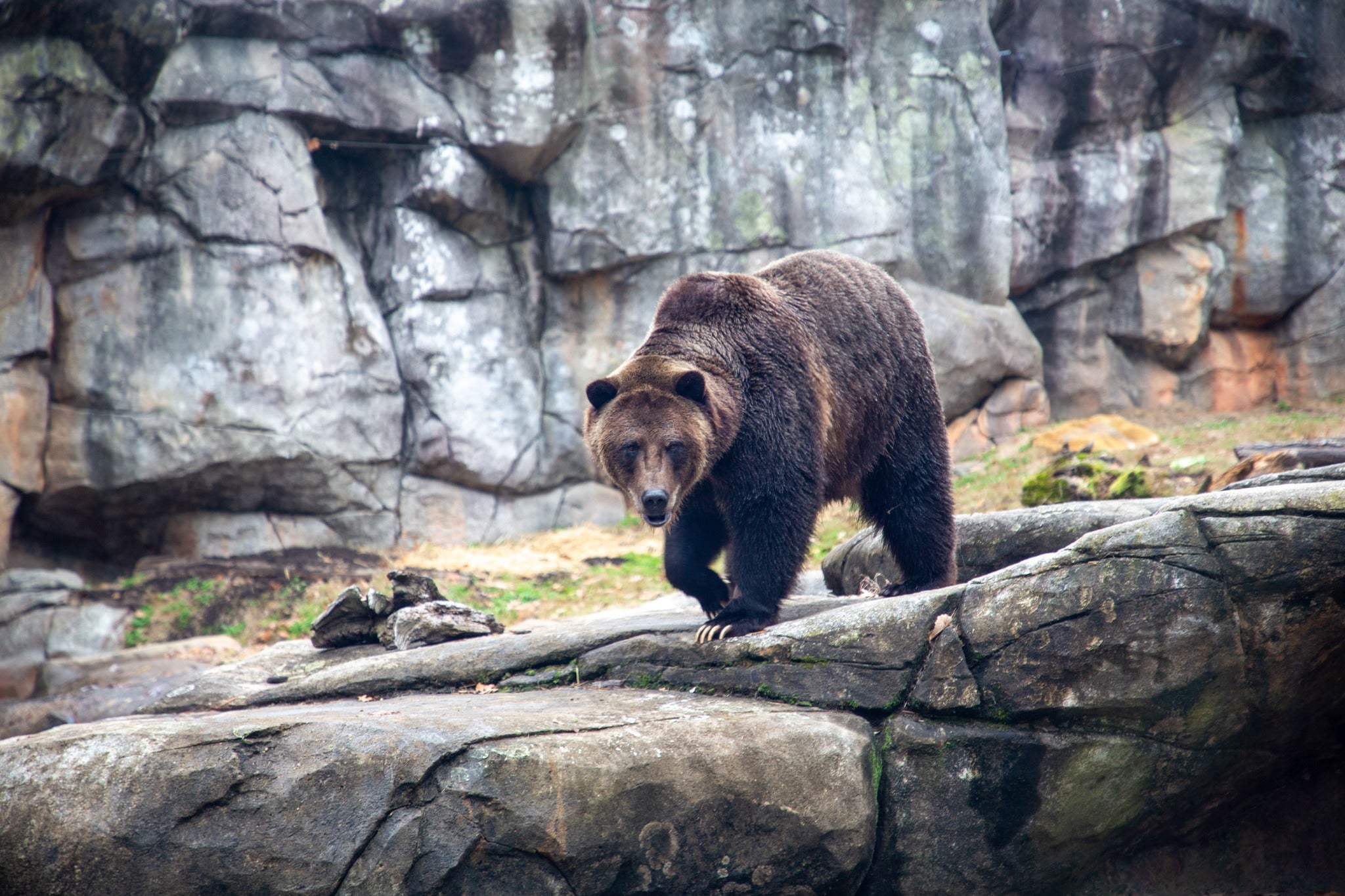 Ronan, a 740-pound grizzly bear from Arizona, welcomed at North