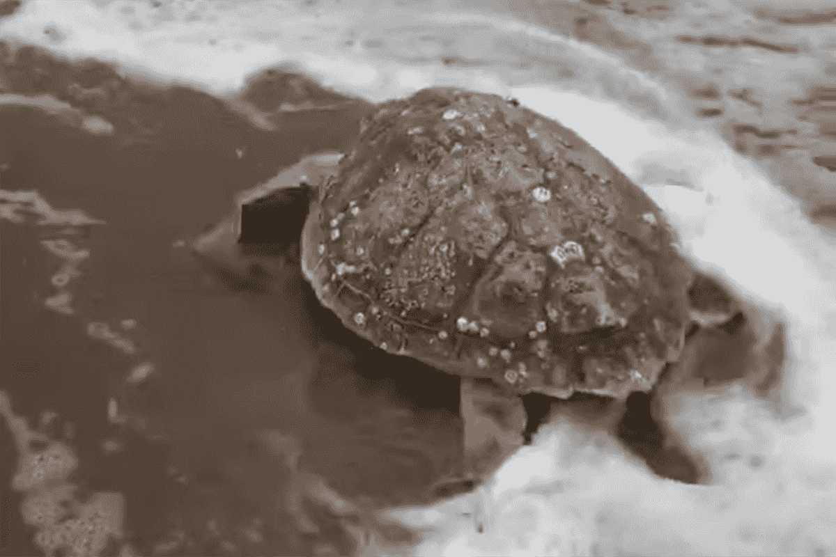 Twelve rehabbed sea turtles released