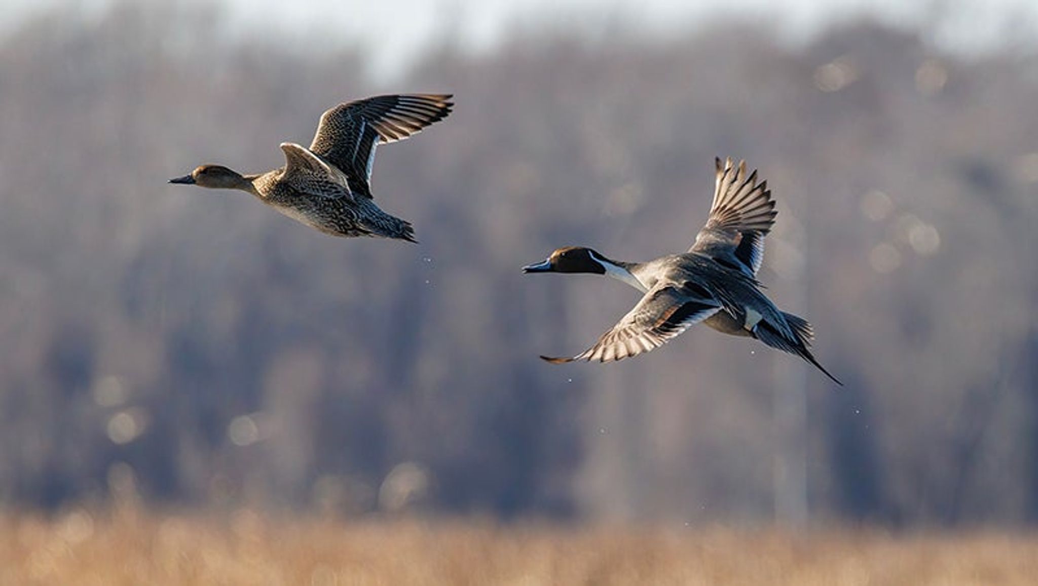 WRC announces 2025-26 North Carolina migratory game bird seasons