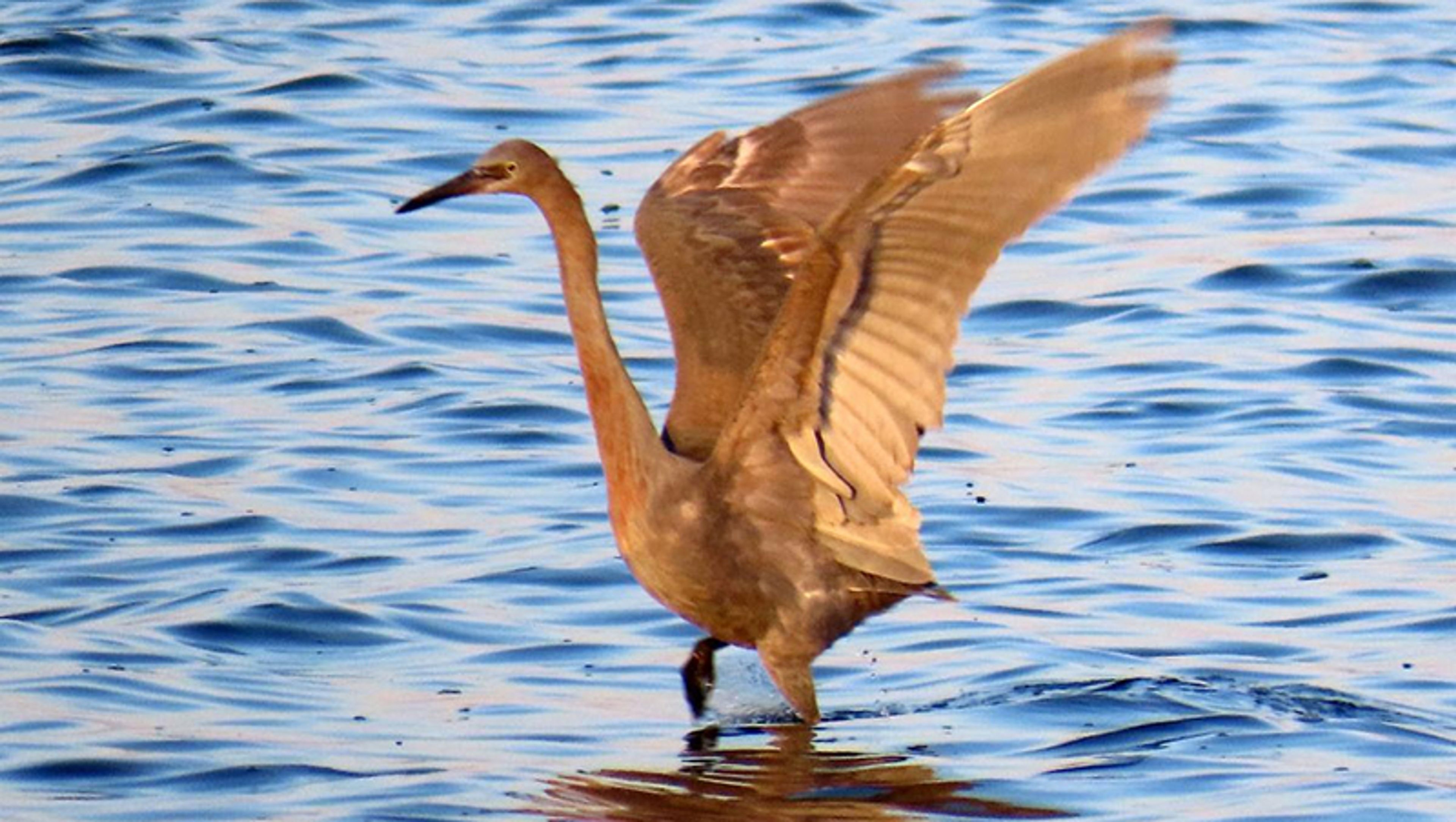 Rare birds on the Outer Banks refuges, image size:3840x2170