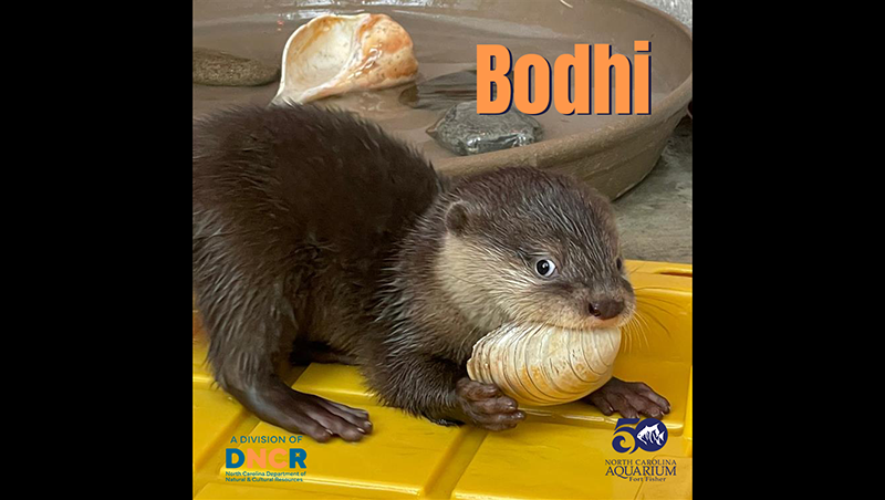Names of Asian small-clawed otter pup triplets announced
