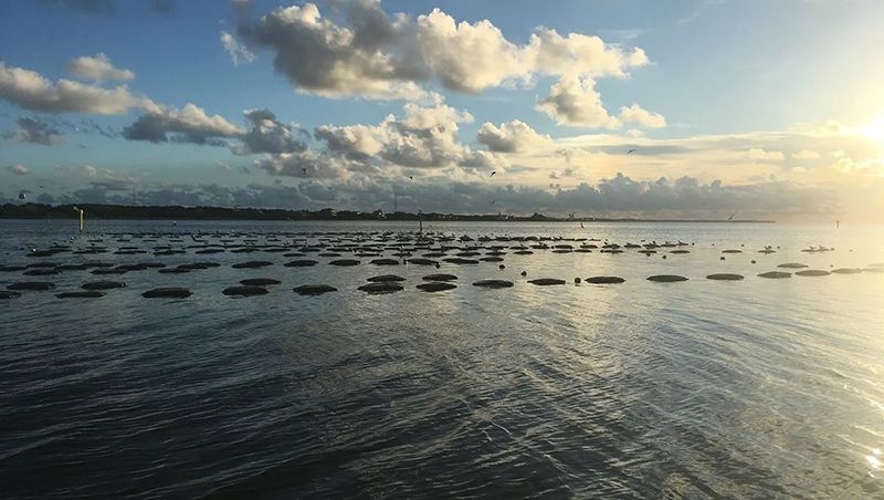 Amid moratorium hits, misses, shellfish growers seek leases