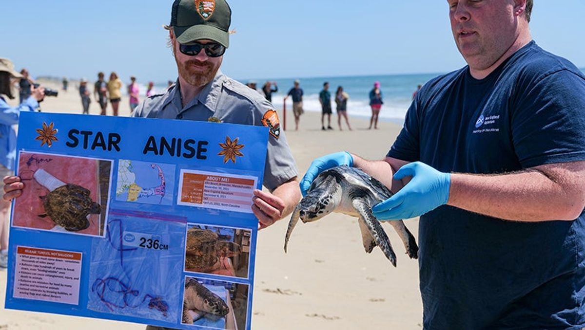 Twenty-six sea turtles rescued from Cape Cod released into ocean along...