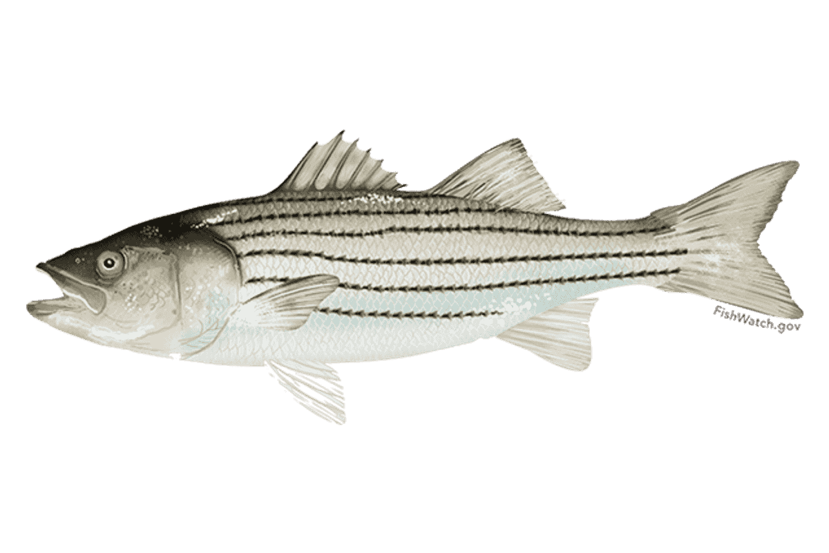 NC Marine Fisheries Commission concludes quarterly meeting with updates on southern flounder, striped bass – The Coastland Times