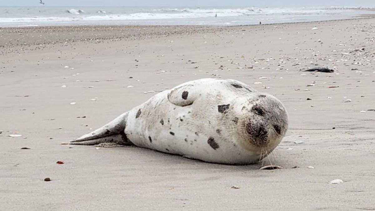 Harp seal visits Outer Banks beach: Three response teams assist Crew the ‘ice seal’