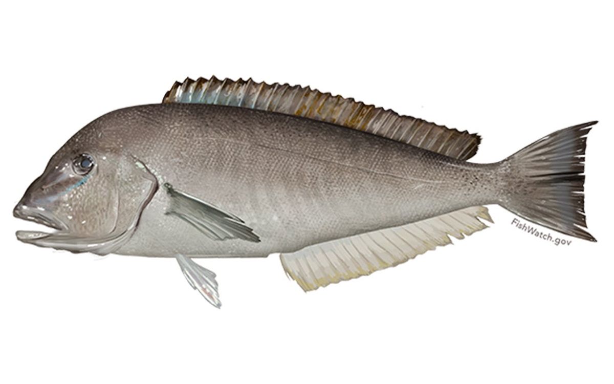 Blueline tilefish commercial harvest closed