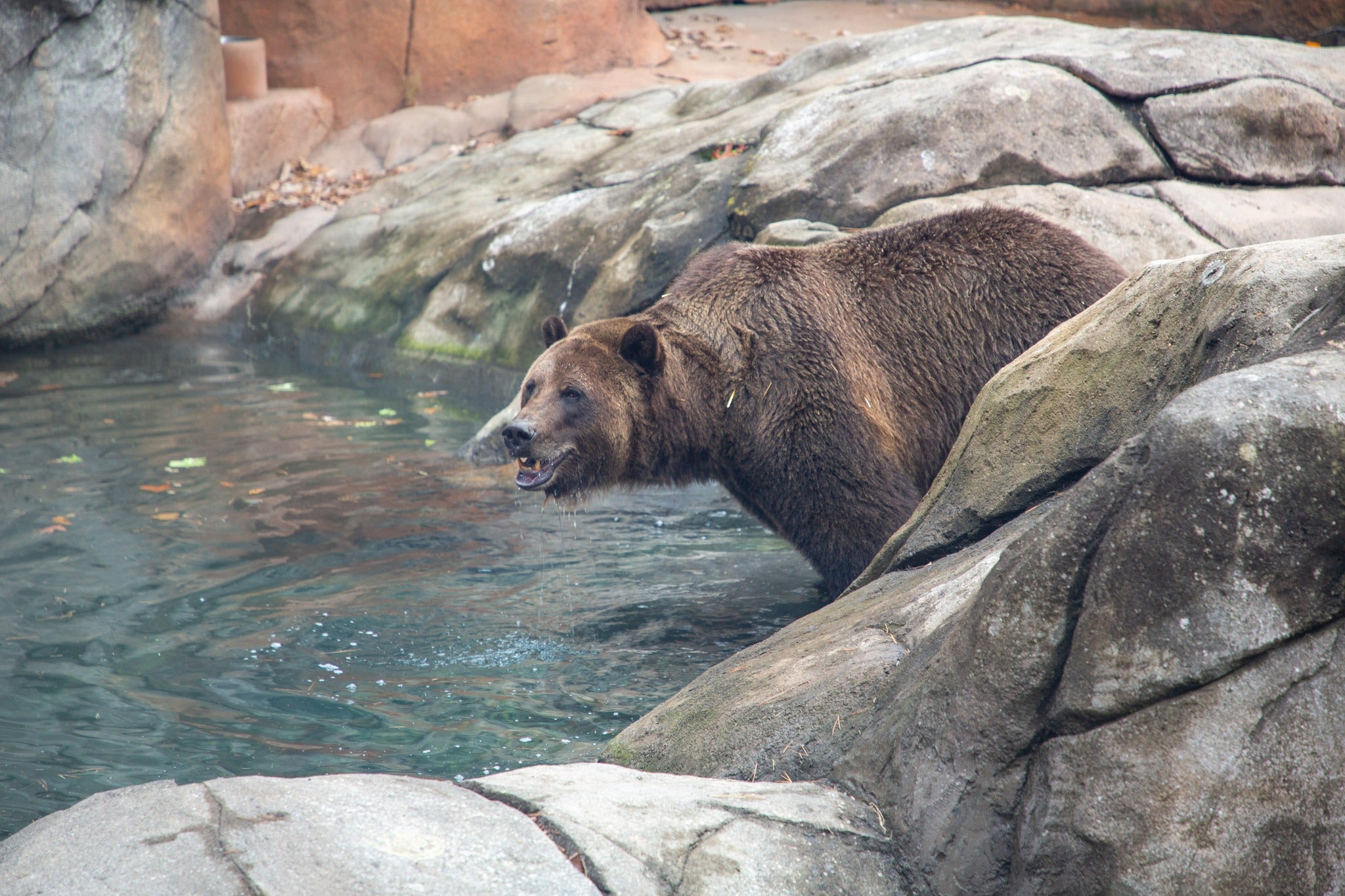 Ronan, a 740-pound grizzly bear from Arizona, welcomed at No