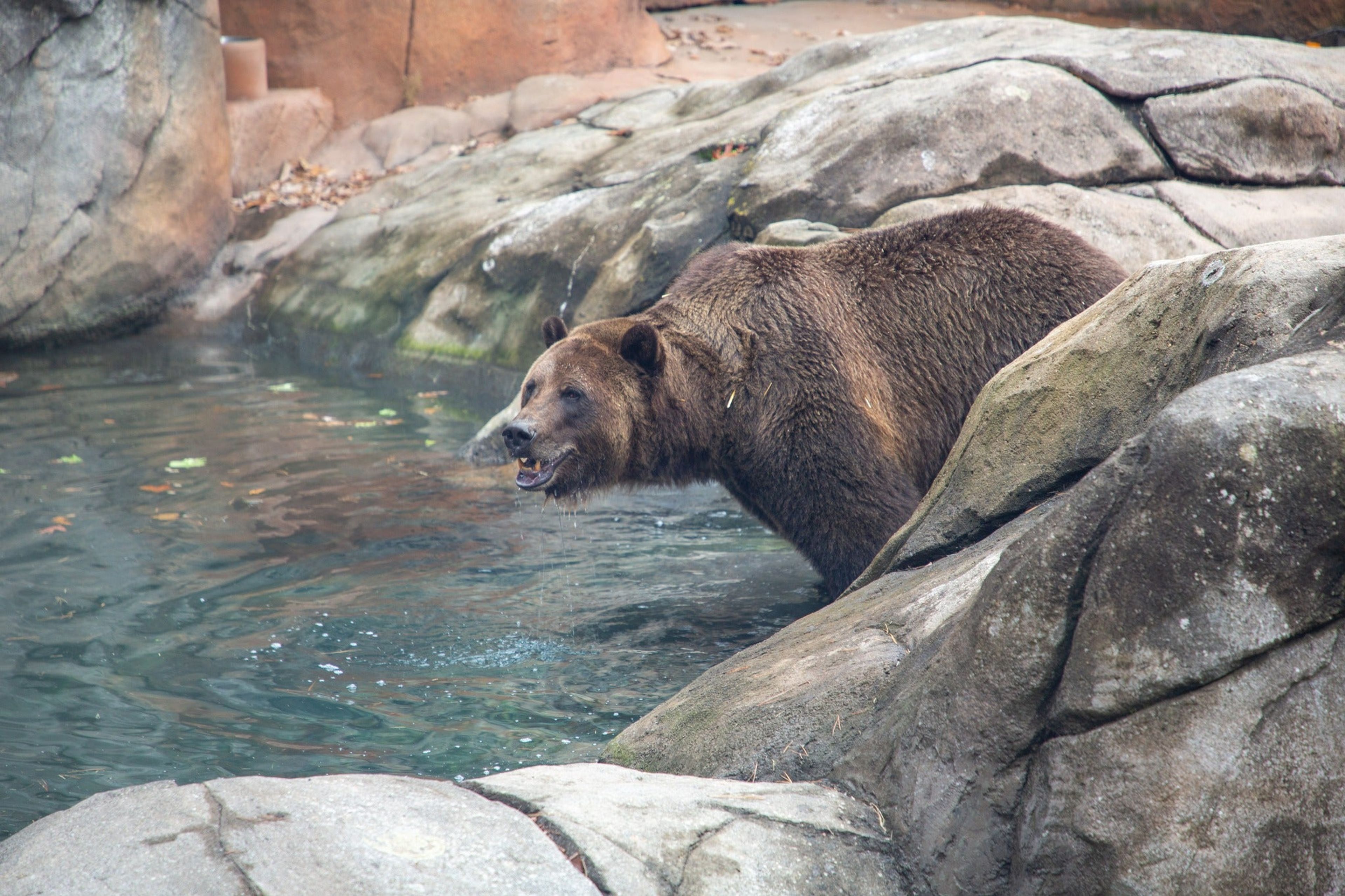 Ronan, a 740-pound grizzly bear from Arizona, welcomed at No
