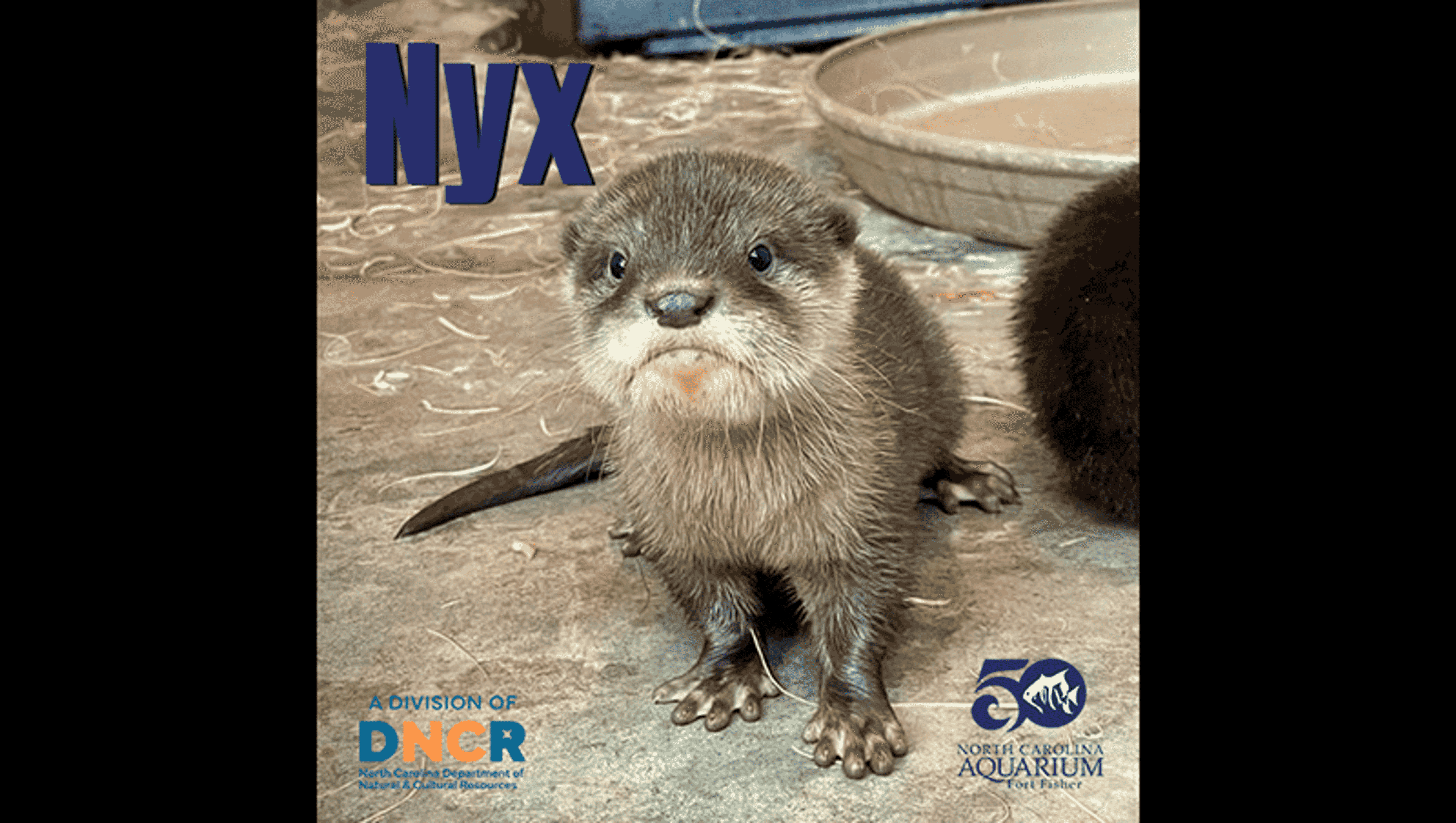 Names of Asian small-clawed otter pup triplets announced