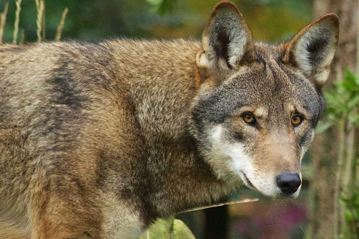 Endangered red wolf can make it in the wild, but not without 'signific...
