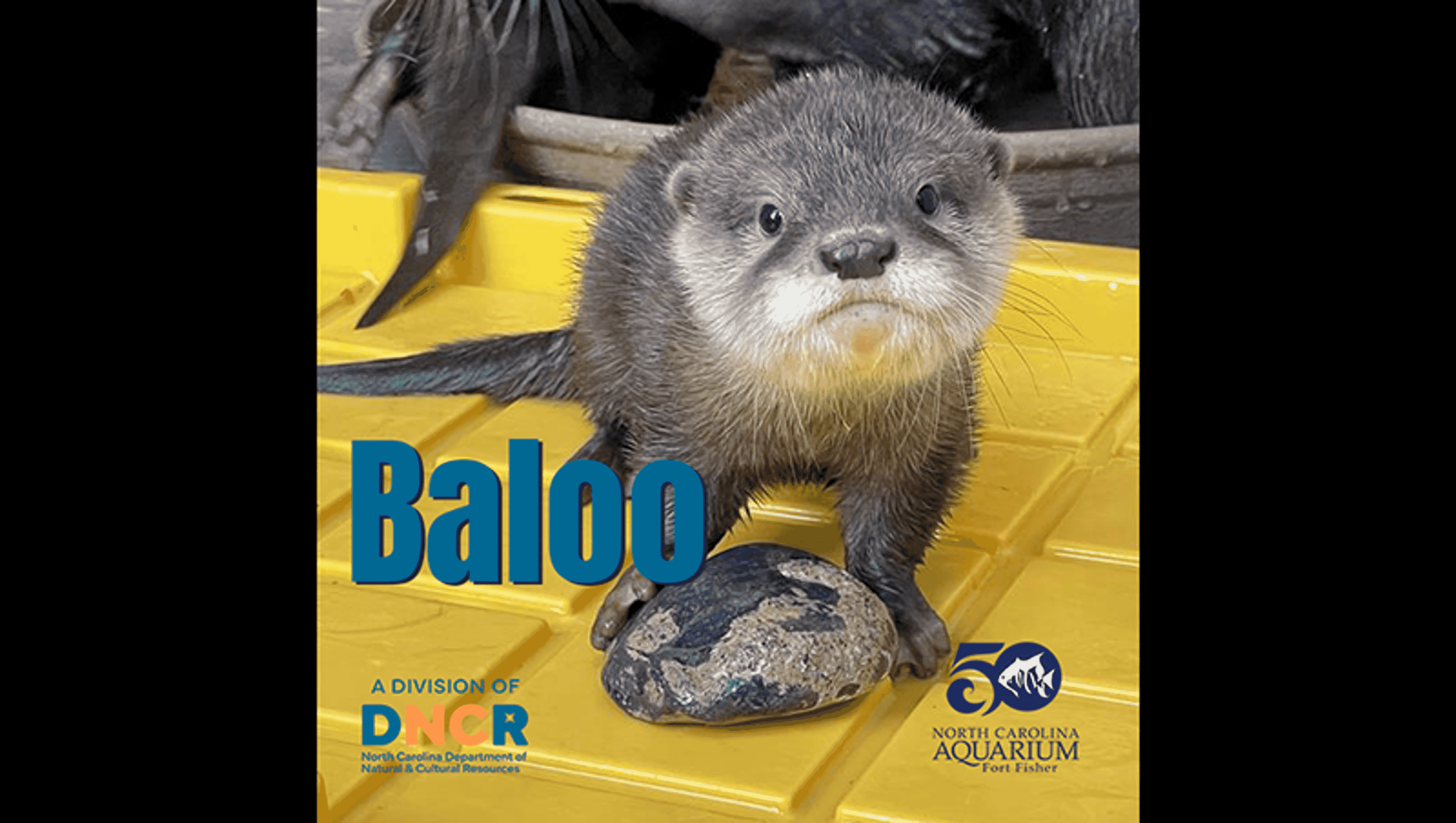 Names of Asian small-clawed otter pup triplets announced