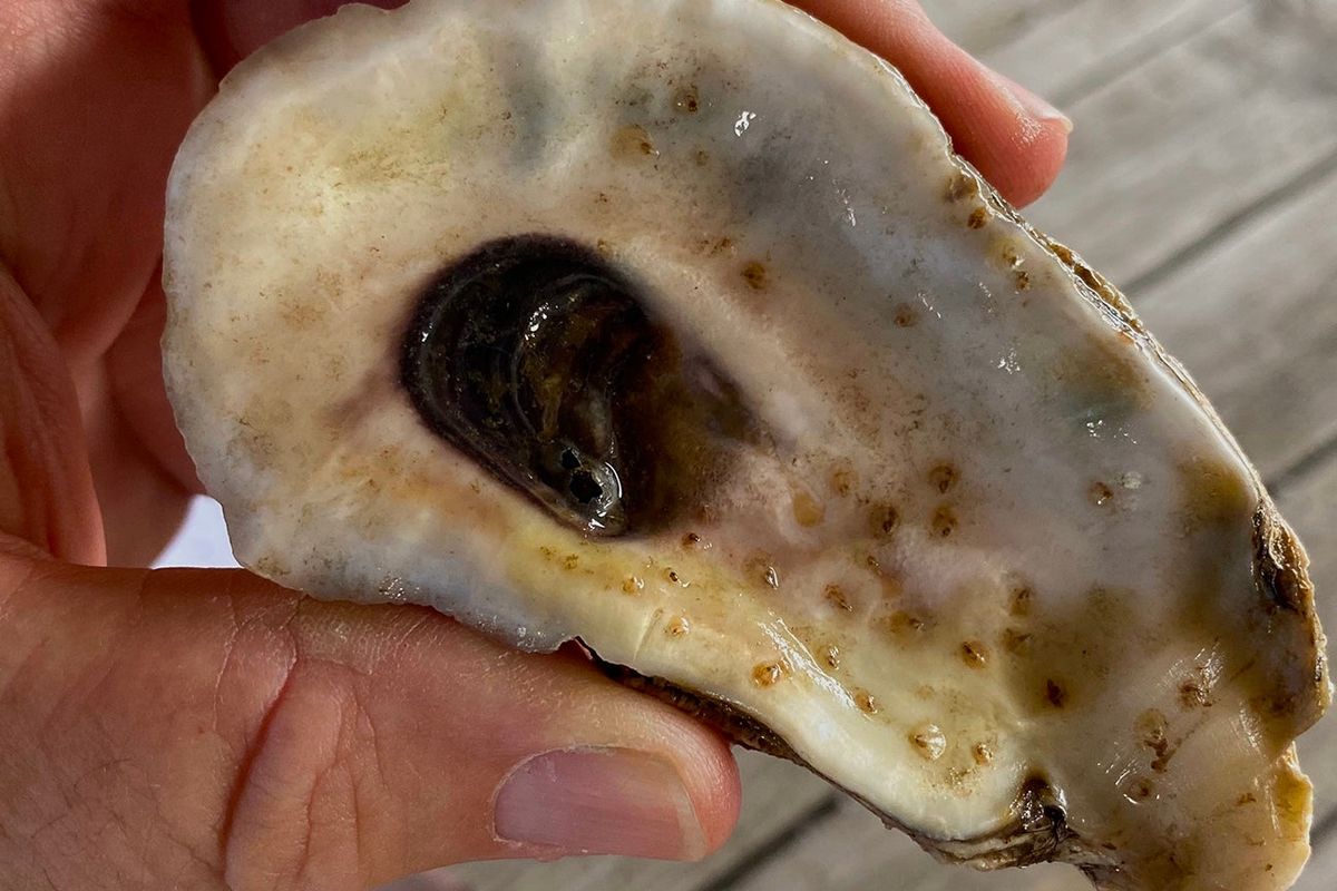 Spat-on-shell demonstration project to benefit oyster harvests and coa...