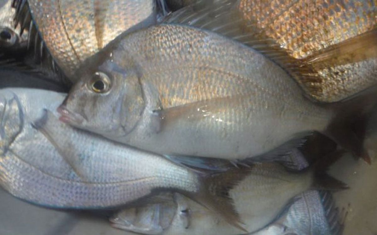 Commercial harvest of scup now open