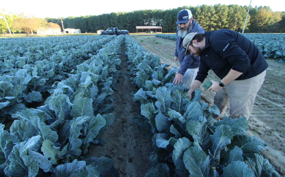 Local broccoli fills out for fall harvest