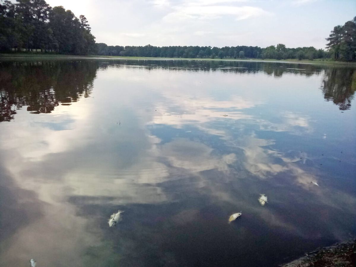 Kirk Rundle Lake Wilson fish kill not fatal to fishing