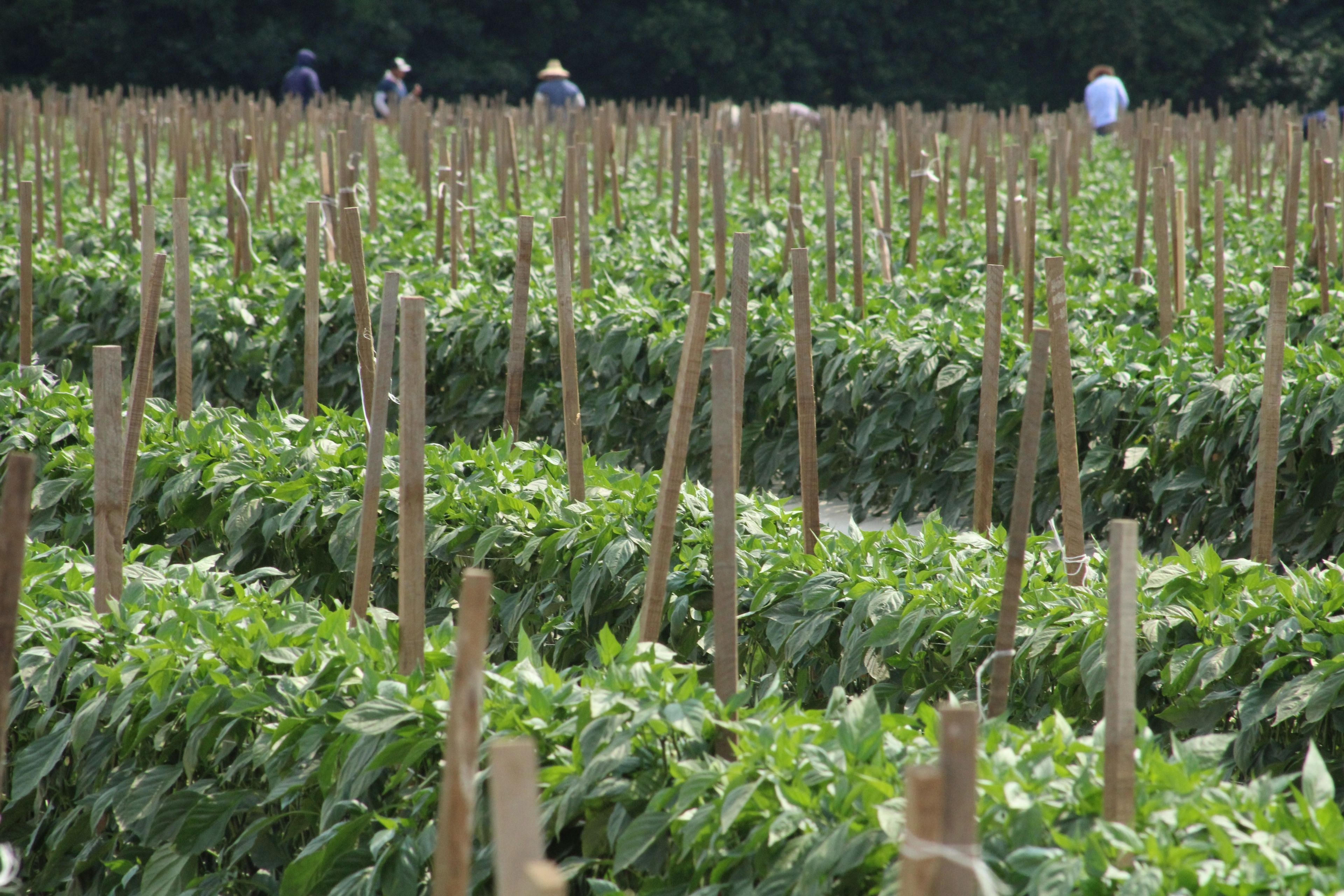 Peppers popping off in Wilson County