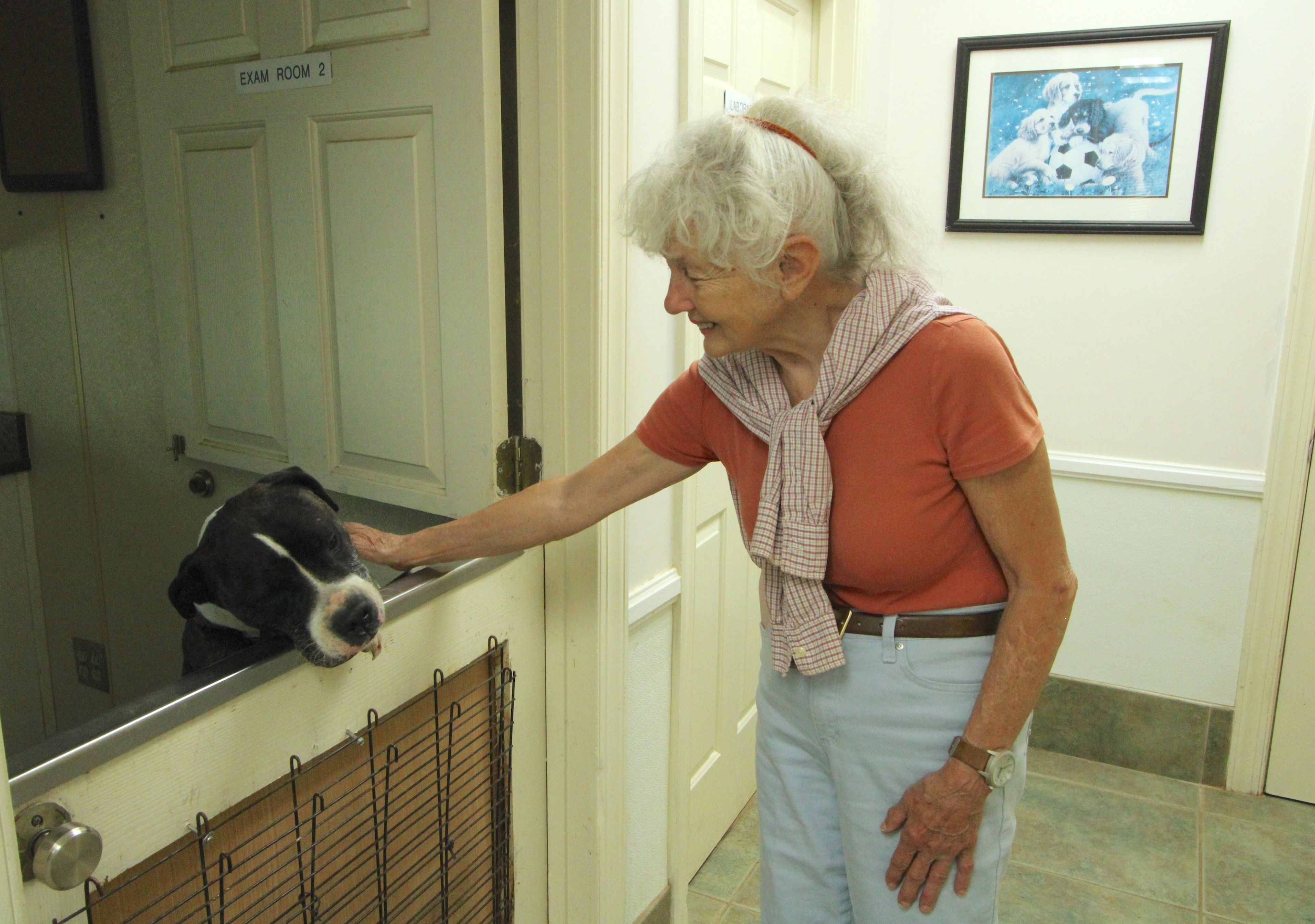 For the Love of Dogs shelter transitions, still needs help with upkeep of remaining dogs