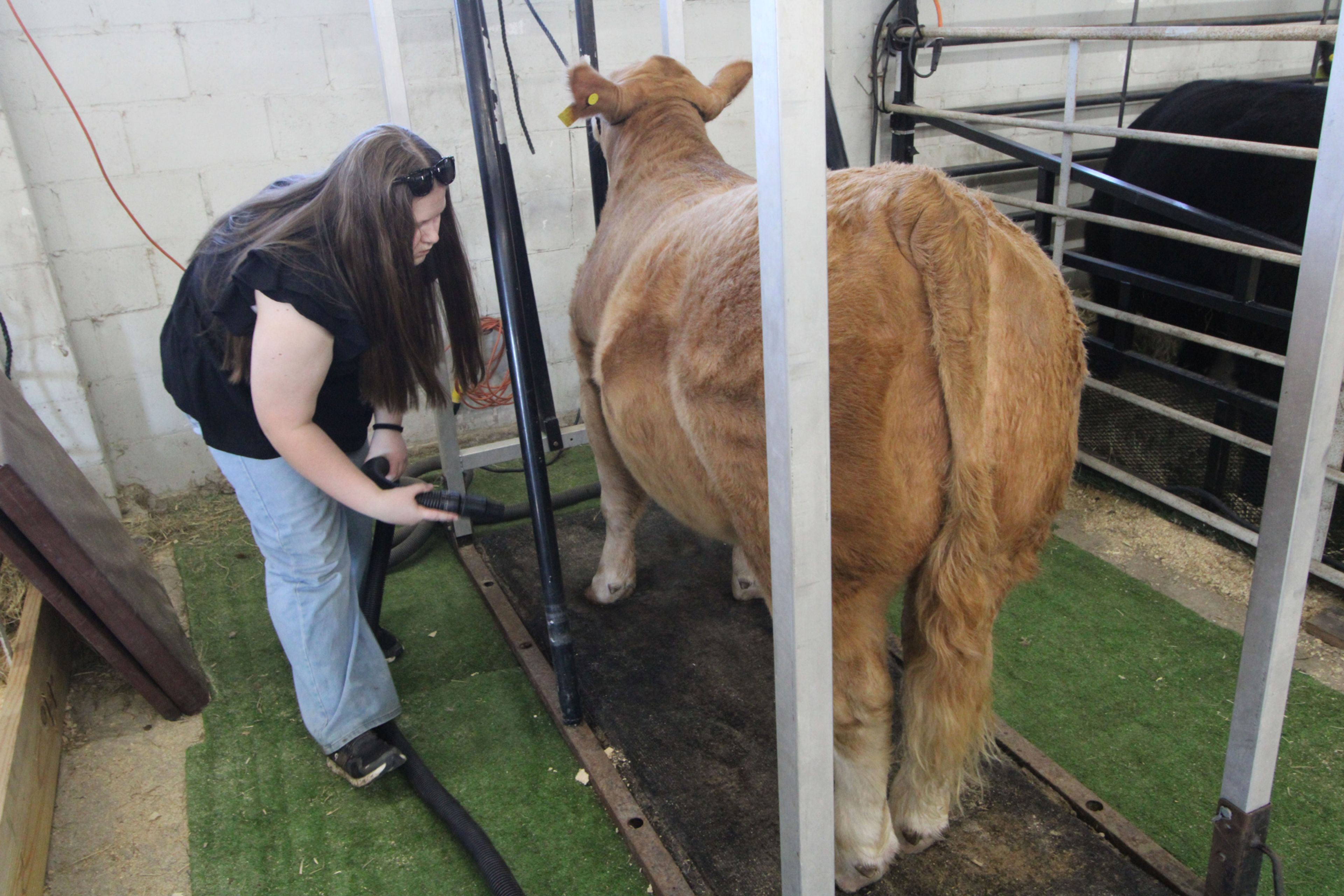 102 compete in livestock show