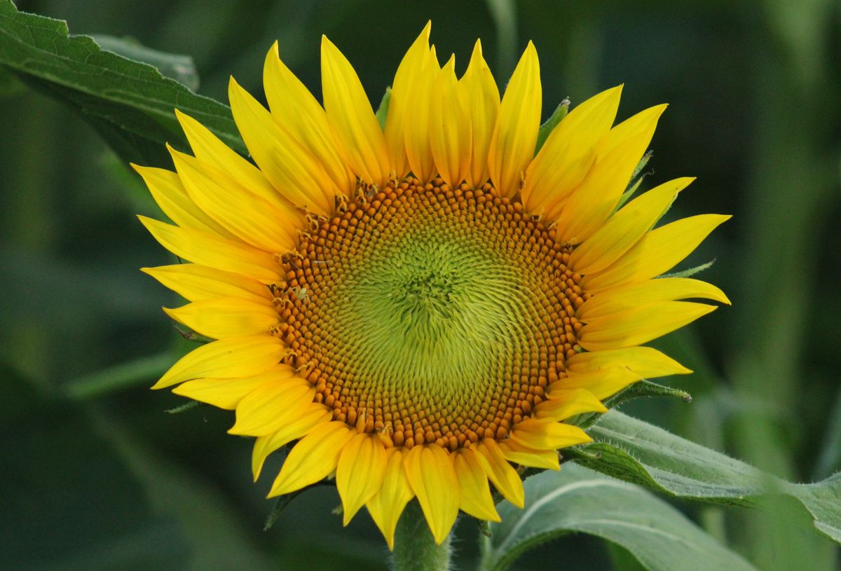 Sunflowers showing their colors at flower farm
