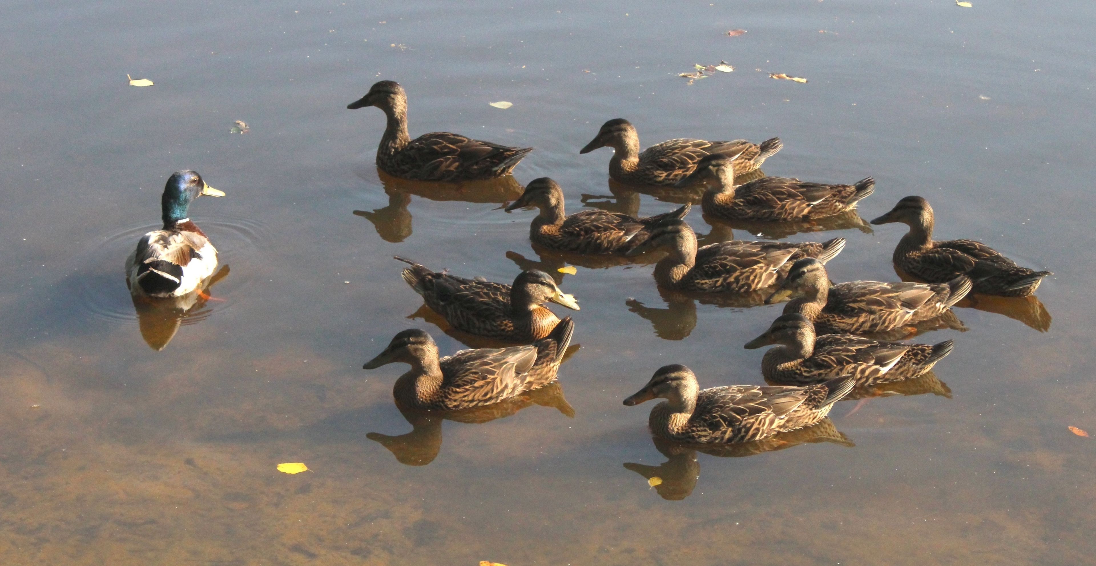 Learning the waterfowl way