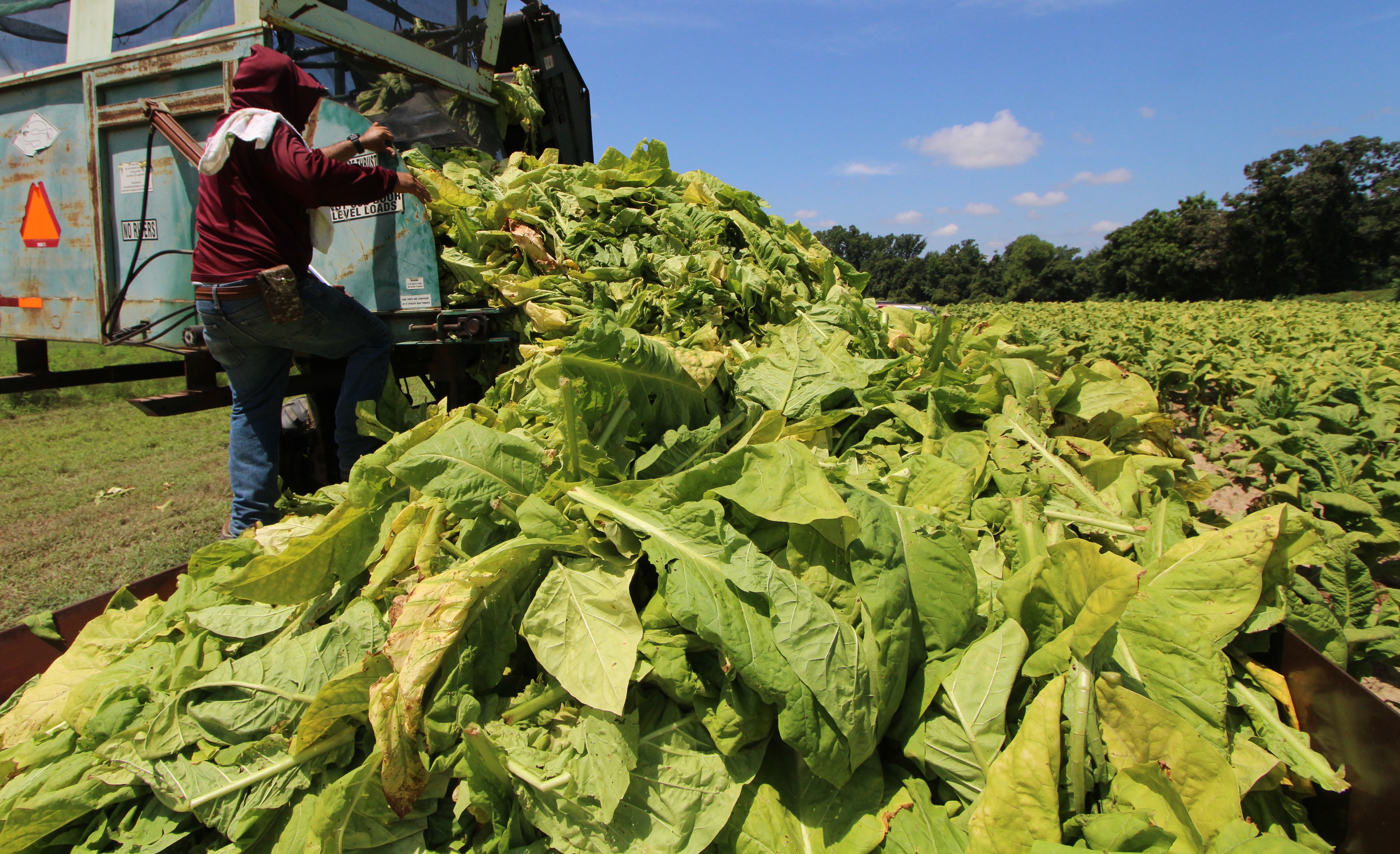 crops grown to sell like cotton and tobacco are plants by farmers for food, fibre, or other uses. They include grains wheat rice, as well as vegetables, fruits, and pulses. In many rural areas, crops are The Last Tobacco Farms of