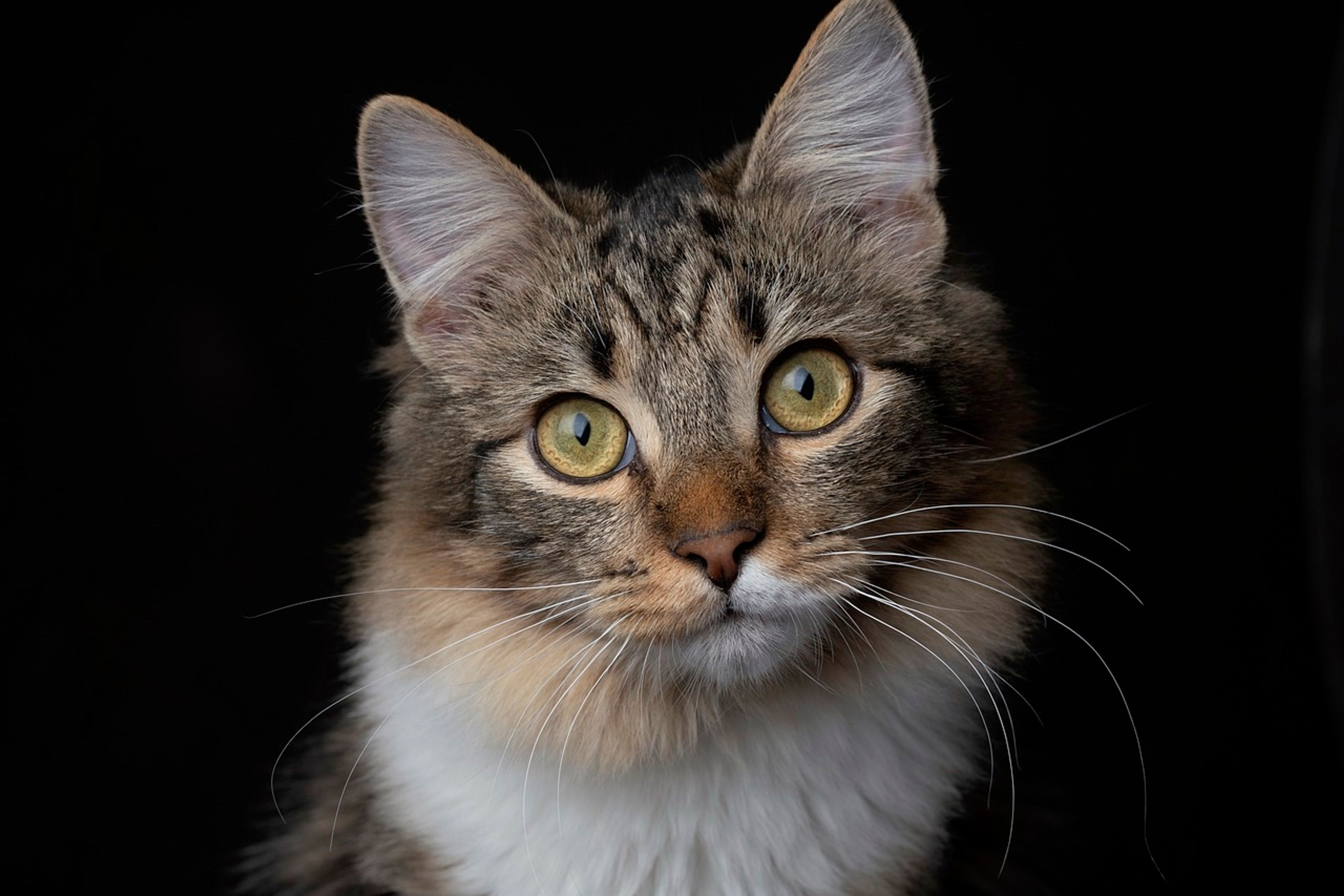 Animal abuse, abandonment demand action