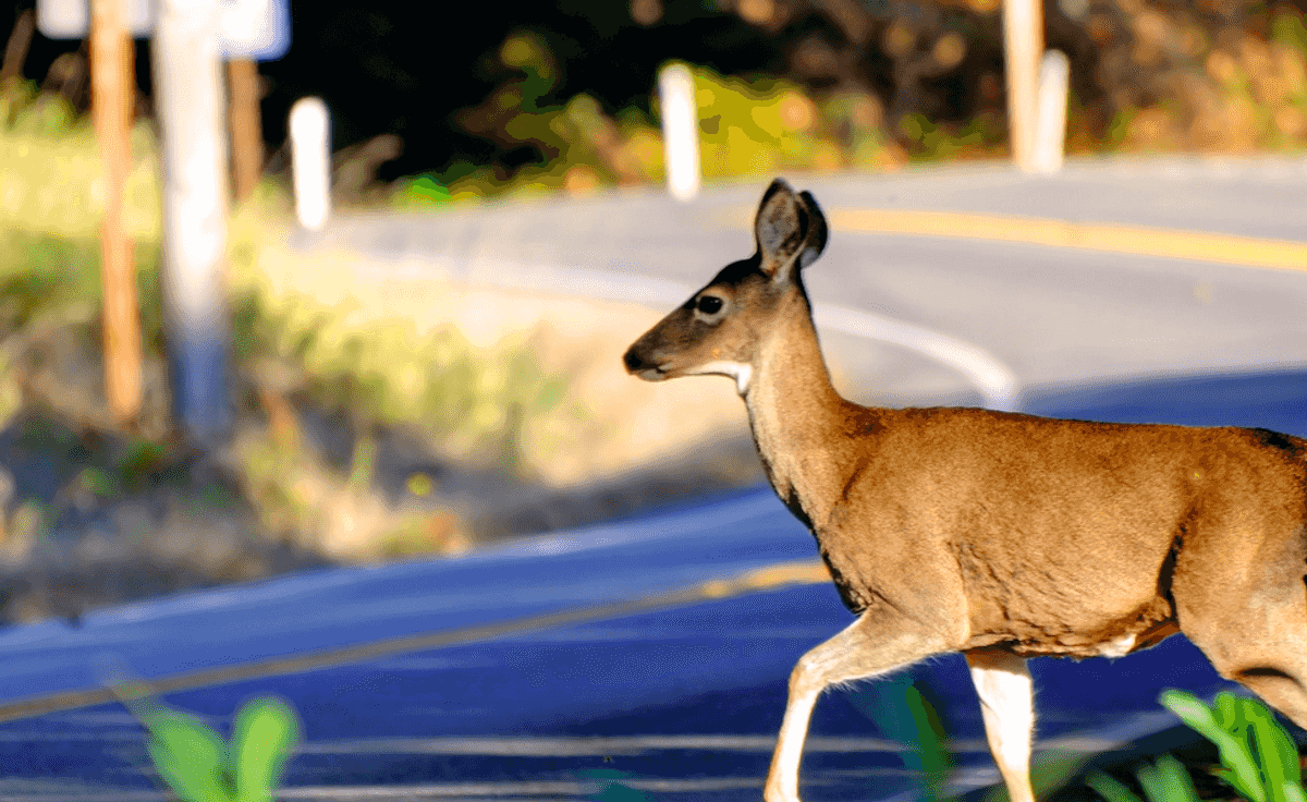 Farmington School District seeks deer hearts for biology cla...