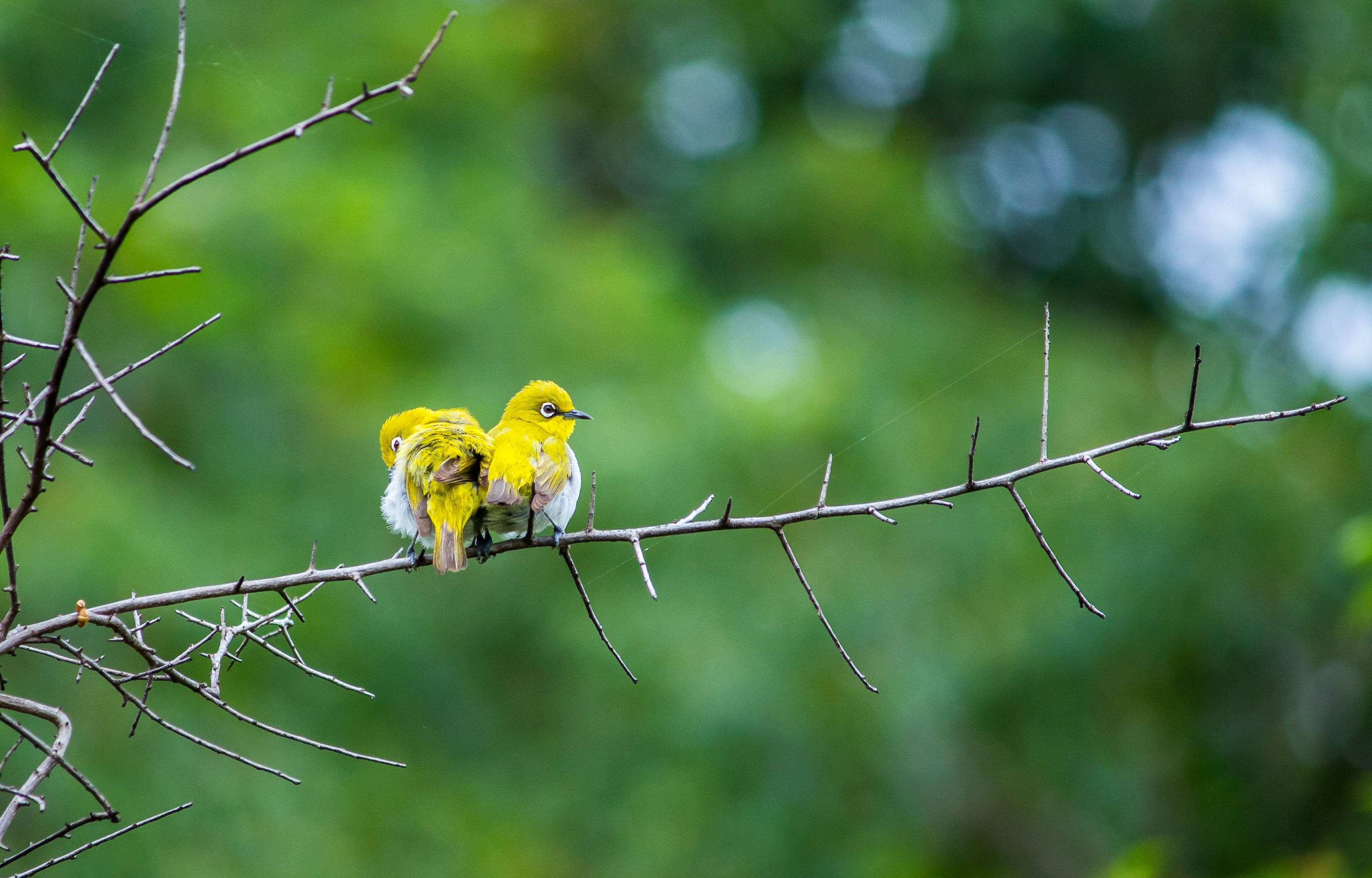 Alabama Audubon brings back statewide youth birding challenge