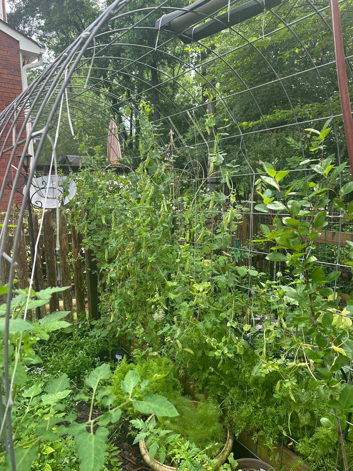Column: My dad's garden