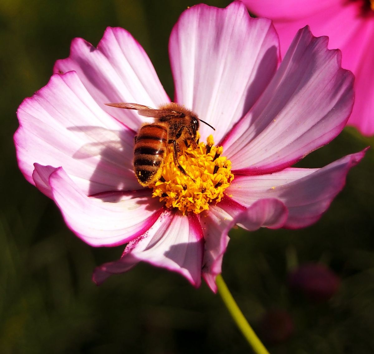 Column Bee COLUMN: Summer reflections on the honey bee