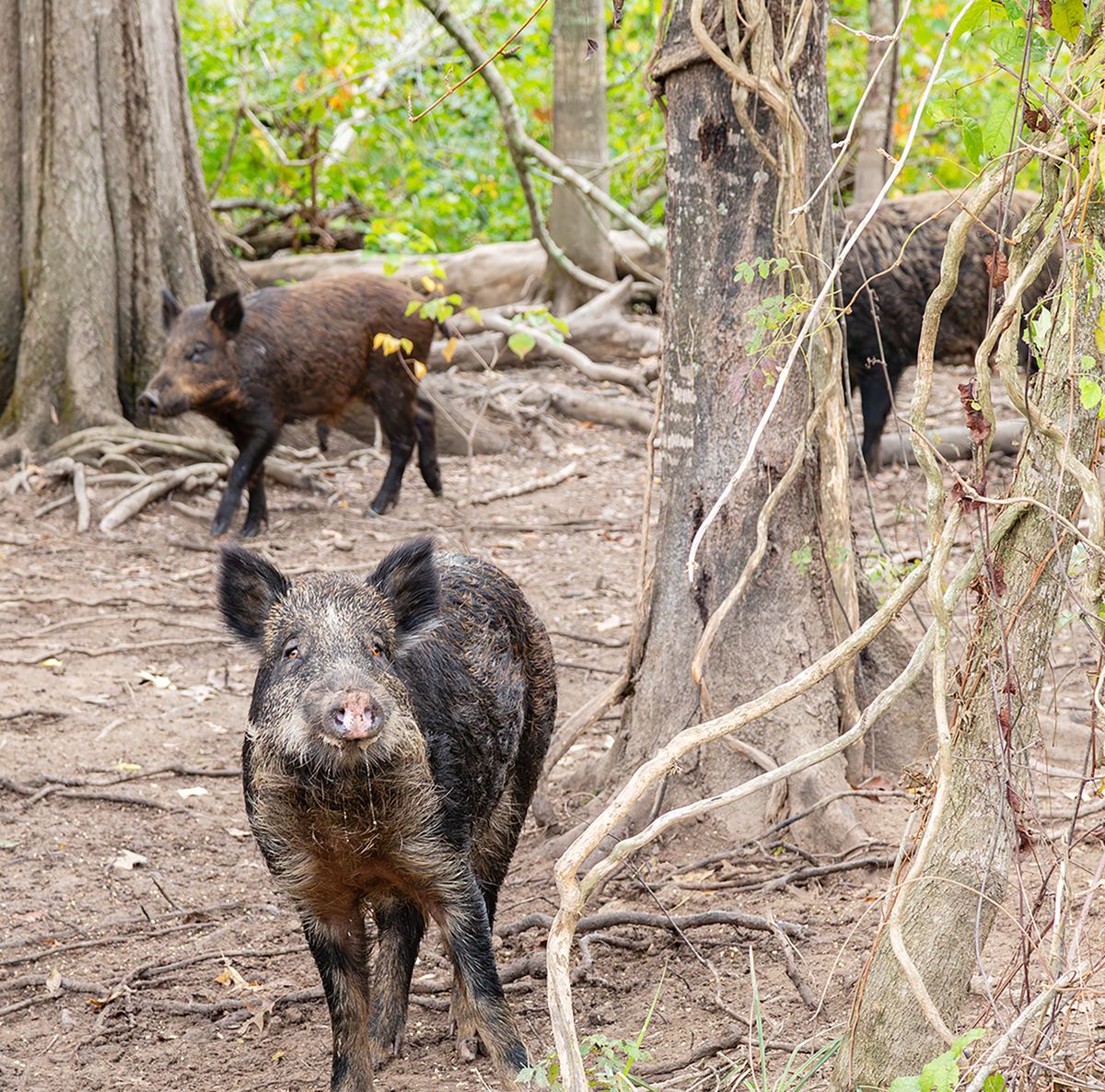 Hog Control AGFC announces temporary WMA closures for feral hog control ...