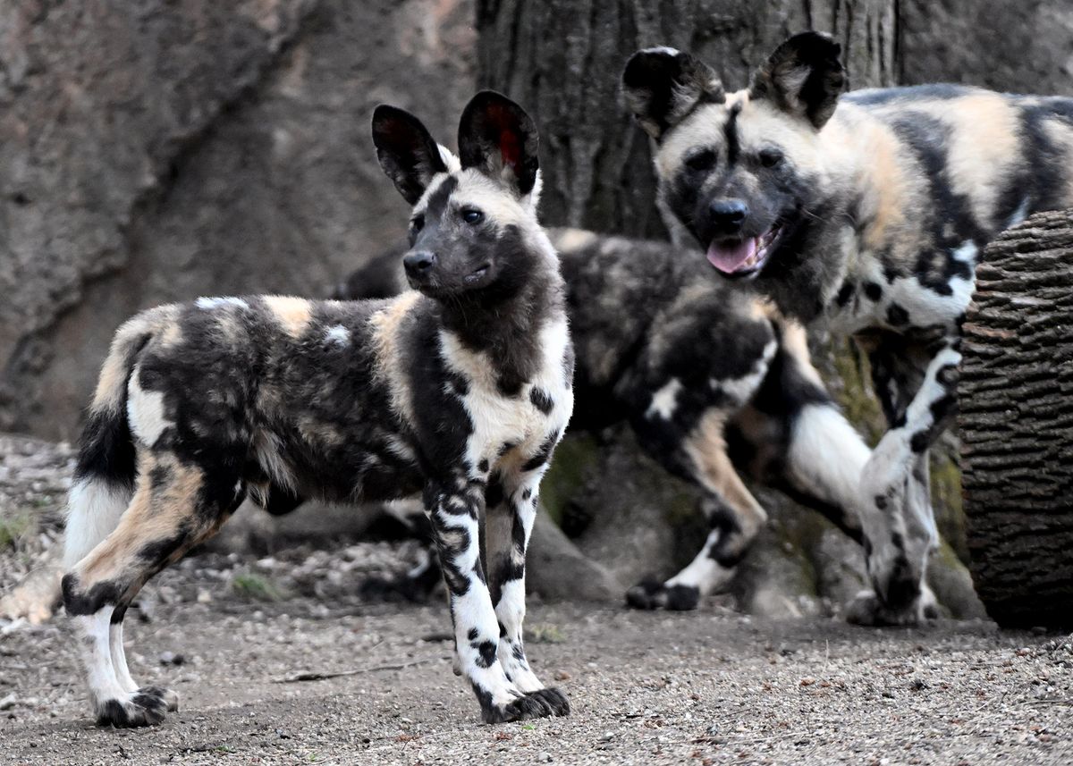 African painted dog pups debut at Brookfield Zoo Chicago