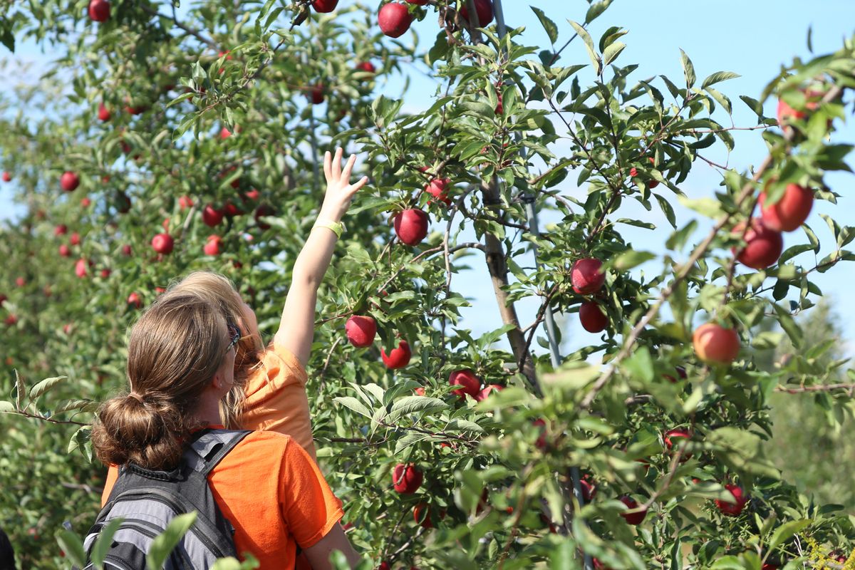 Best apple picking for families near Chicago: 2026 guide