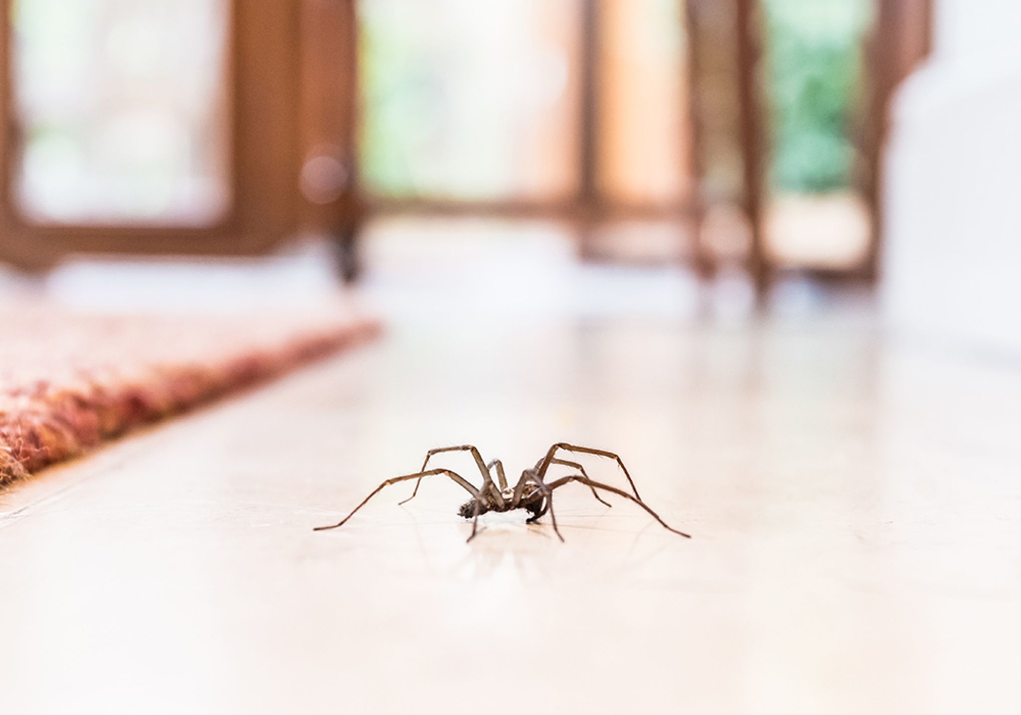 How to Handle Spider Invasion: Expert Tips to Keep Your Home Safe