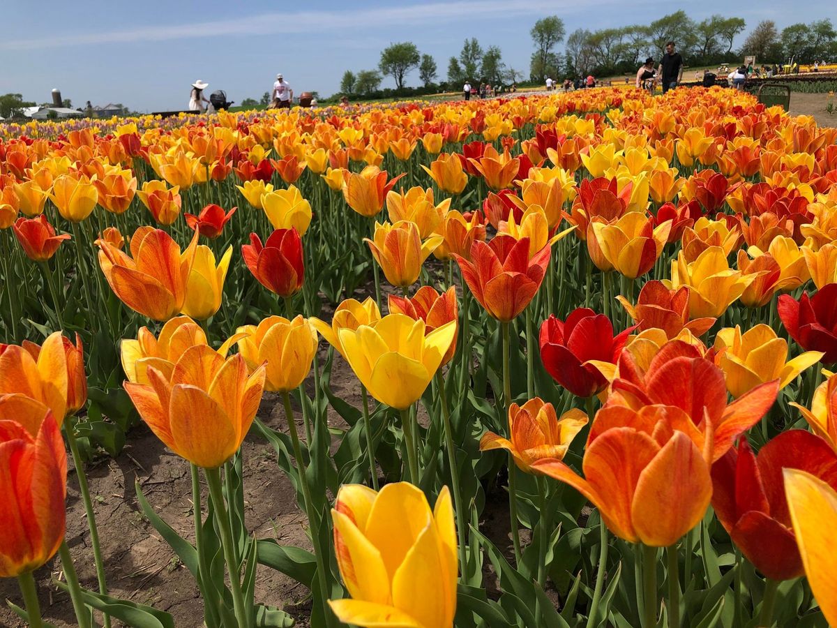 Beautiful flower fields worth the drive from Chicago