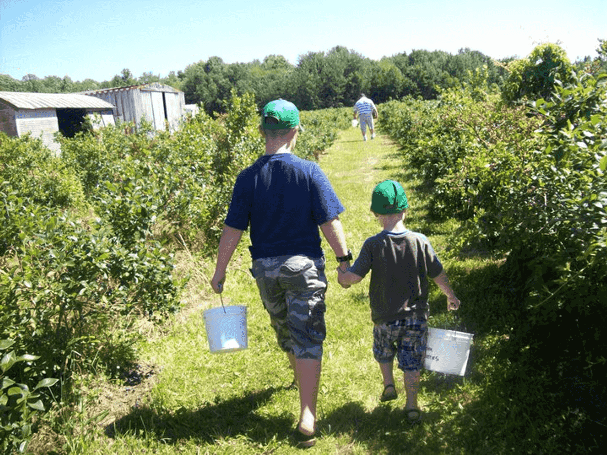 Berry fun blueberry picking farms for Chicagoland families