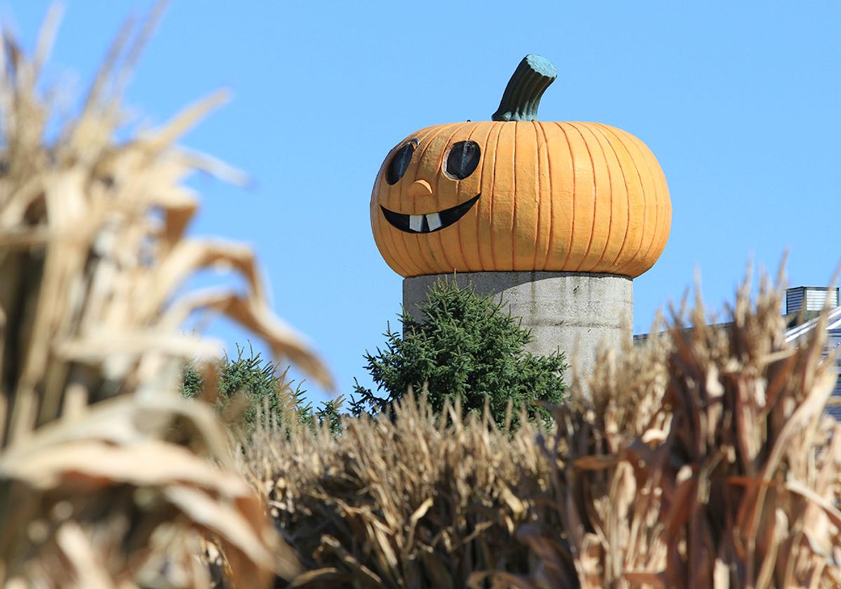 Where to find the best pumpkin patches across Chicagoland th...