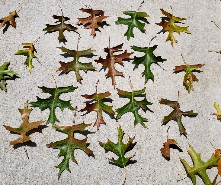 Free testing continues for common oak diseases at MU Plant Diagnostic Clinic