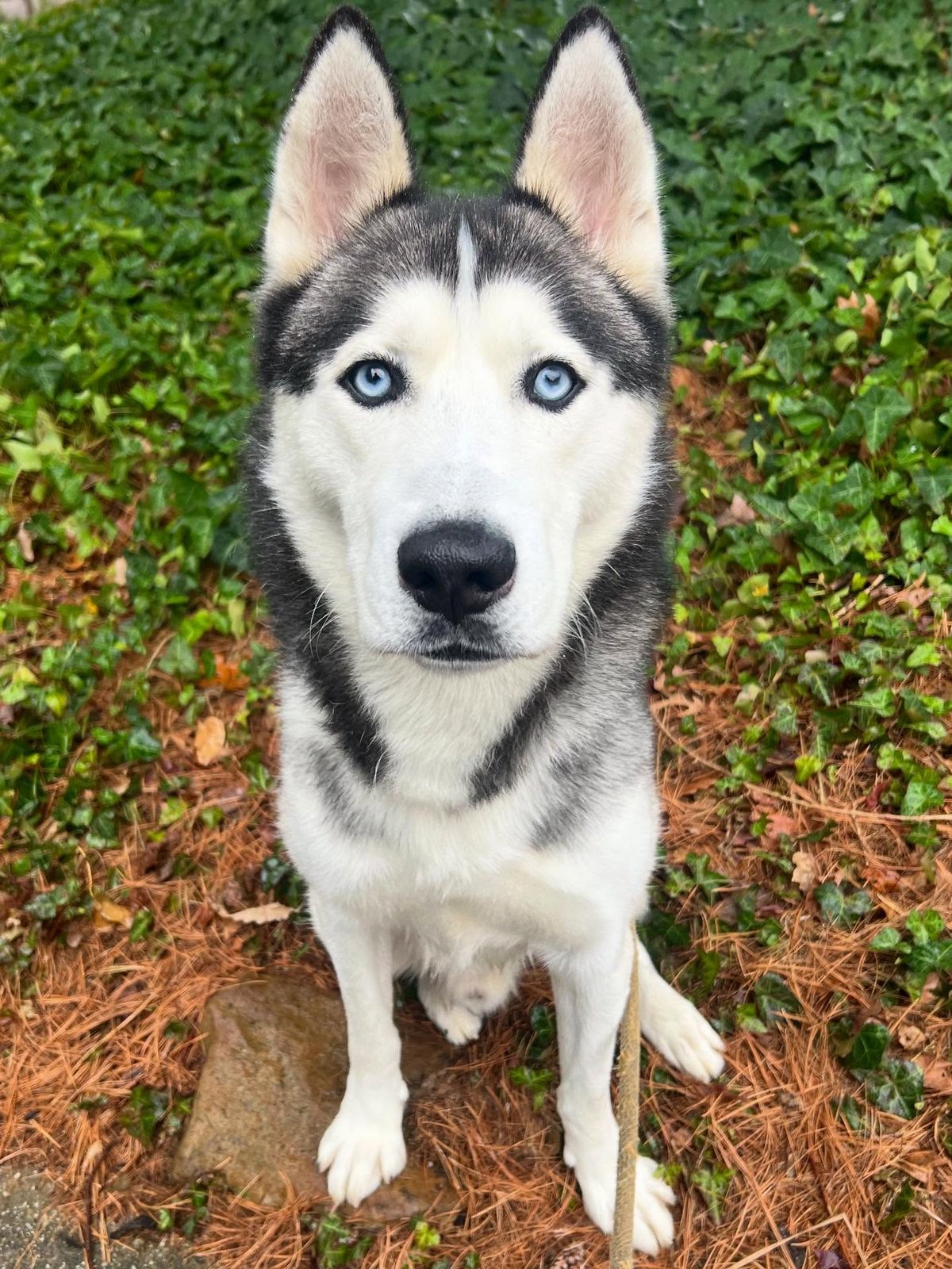 Adoption Spotlight: Landin