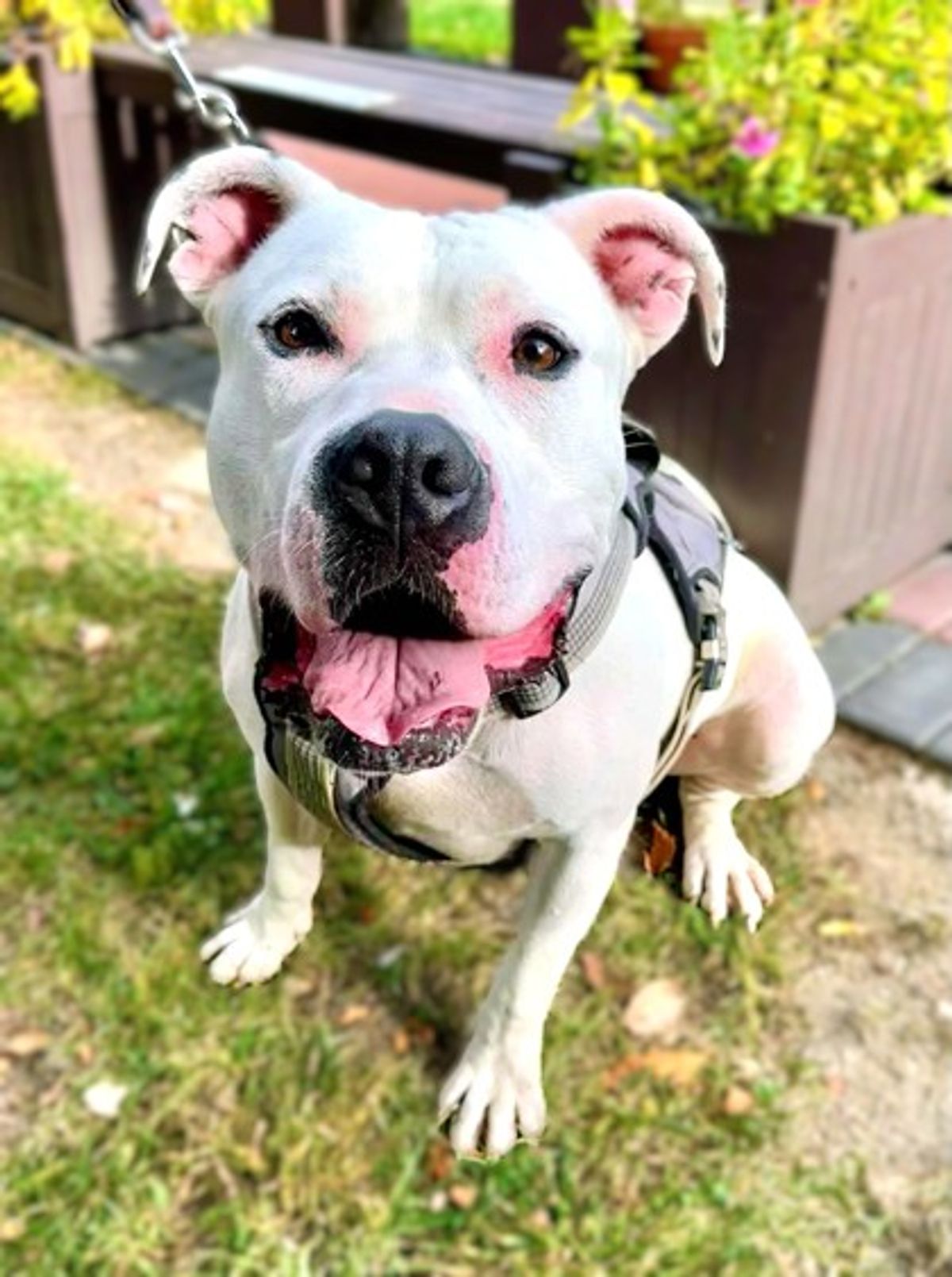 Adoption Spotlight: Hawk